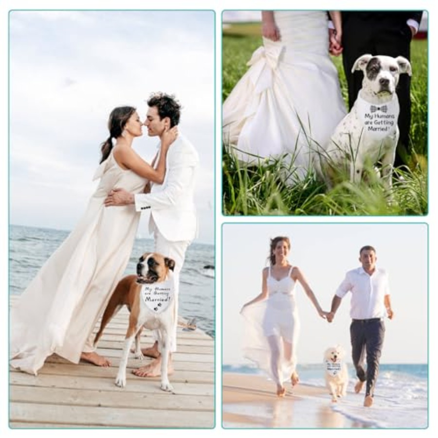 Blank Dog Bandanas Large-1PCS, - مراجعة Bandana Blank White وسعره