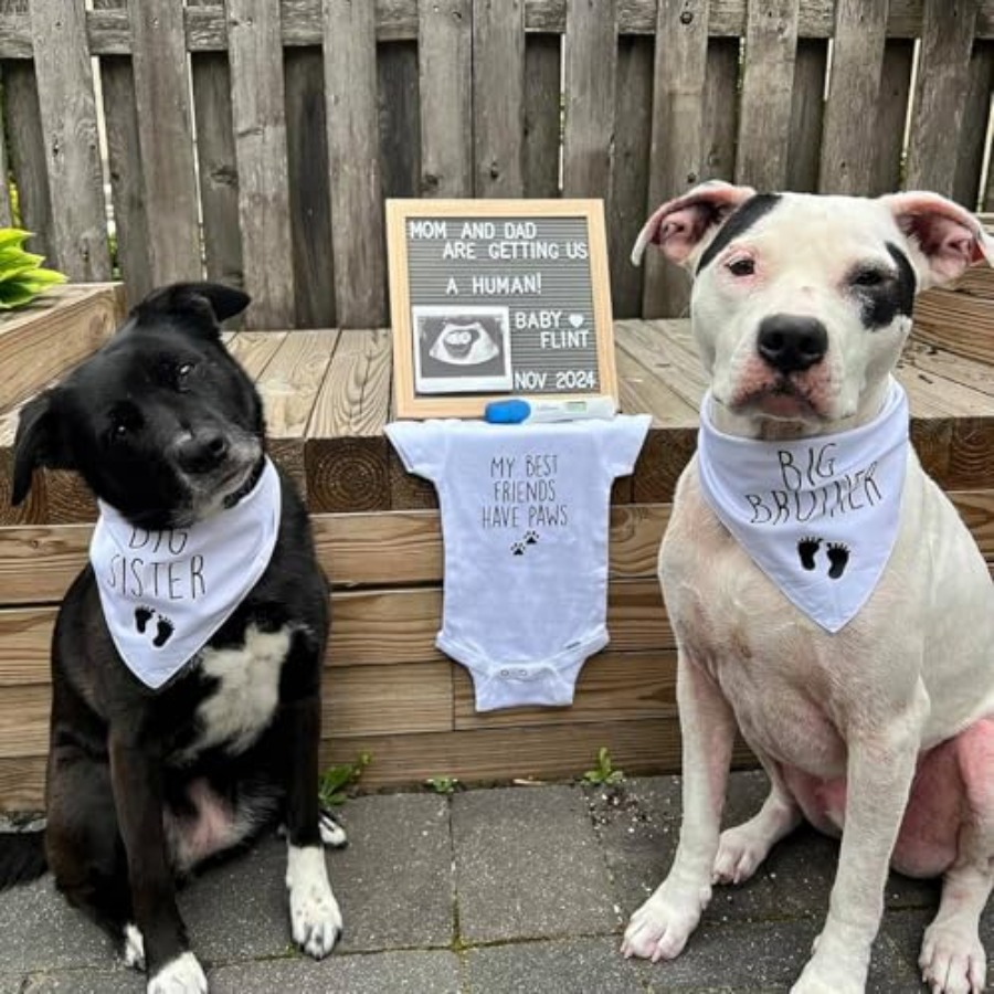 Blank Dog Bandanas Large-1PCS, - مراجعة Bandana Blank White وسعره